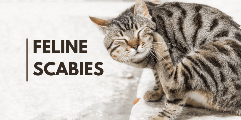 Scabies in Cats (Symptoms and Treatment)