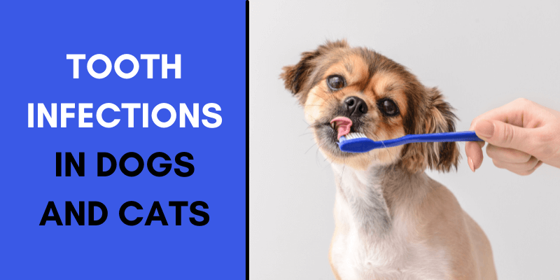 Tooth Infections in Dogs and Cats