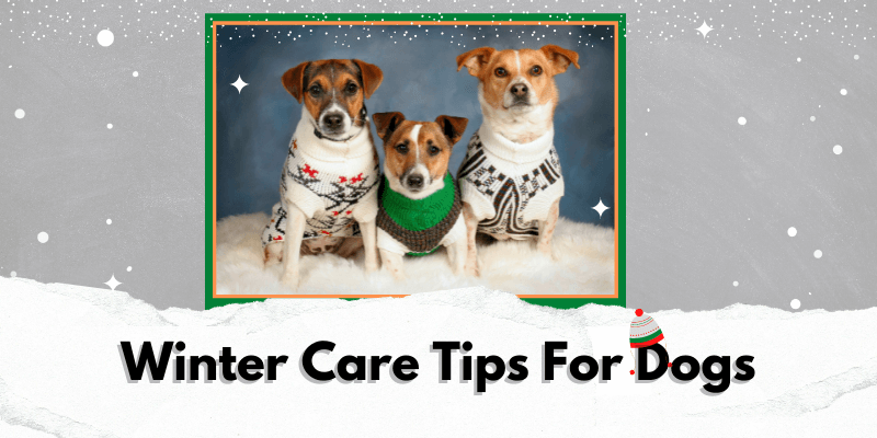 6 Winter Care Tips for Dogs and Puppies