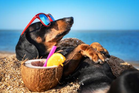 Keeping our Furry Friends Healthy in the Heat