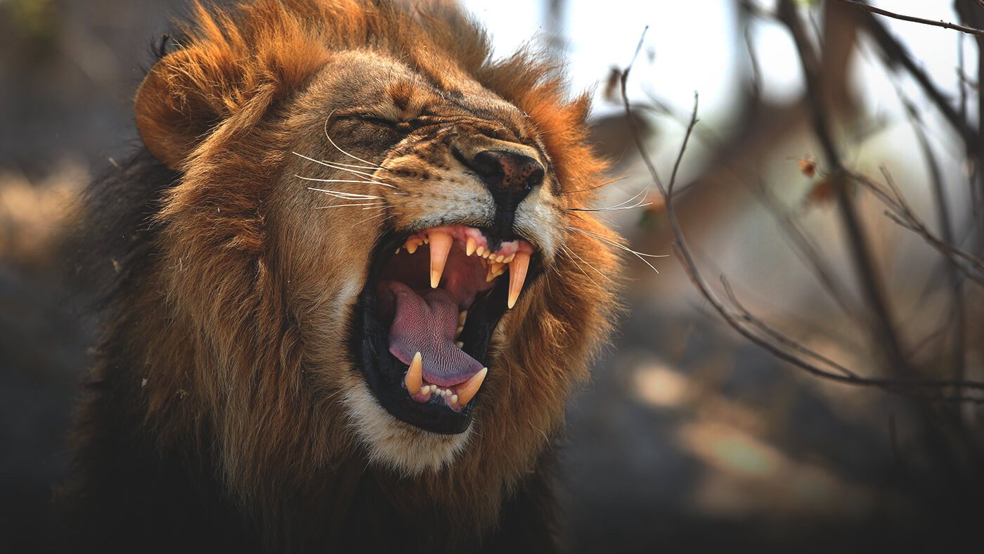 5 Amazing Lion Facts To Celebrate World Lion Day