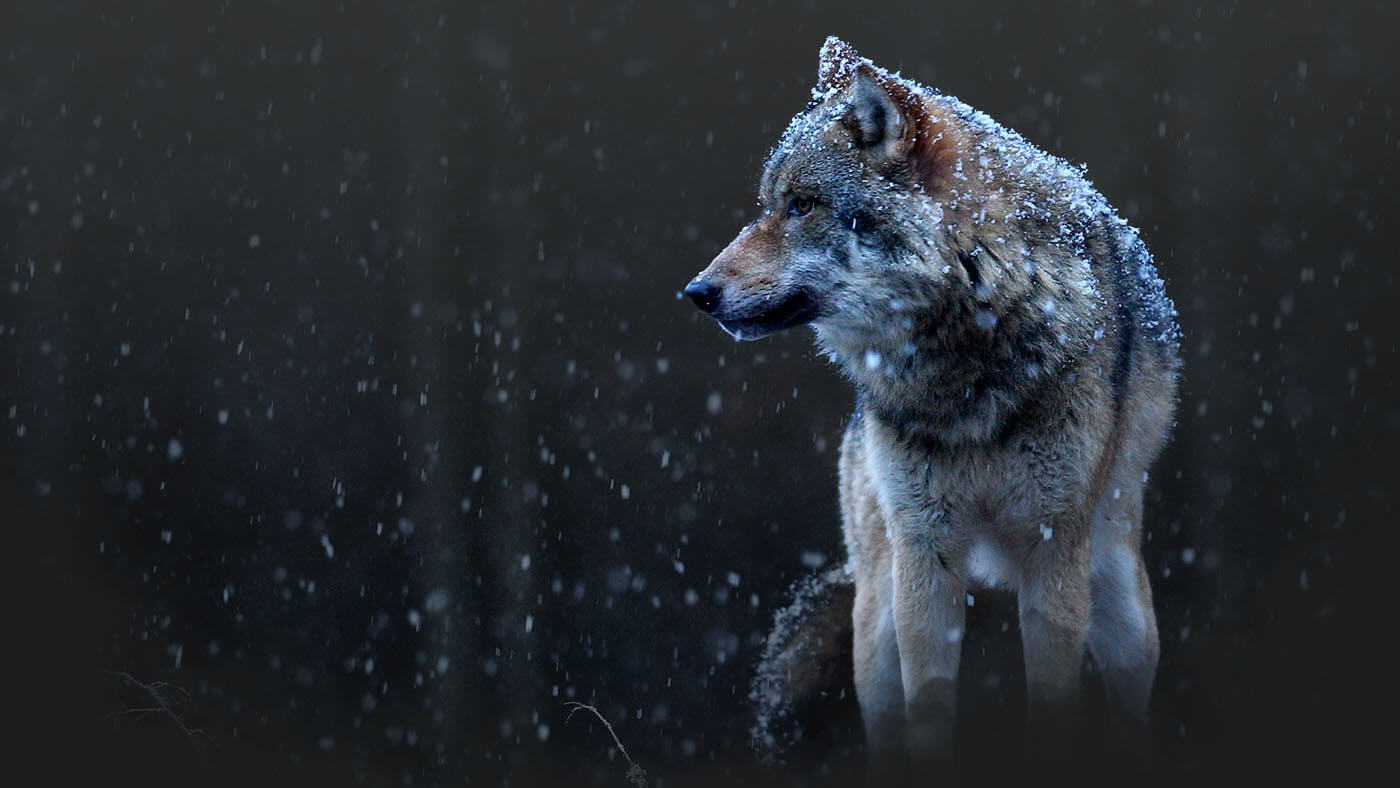 5 Cool Facts About Wolves And Why We Love Them
