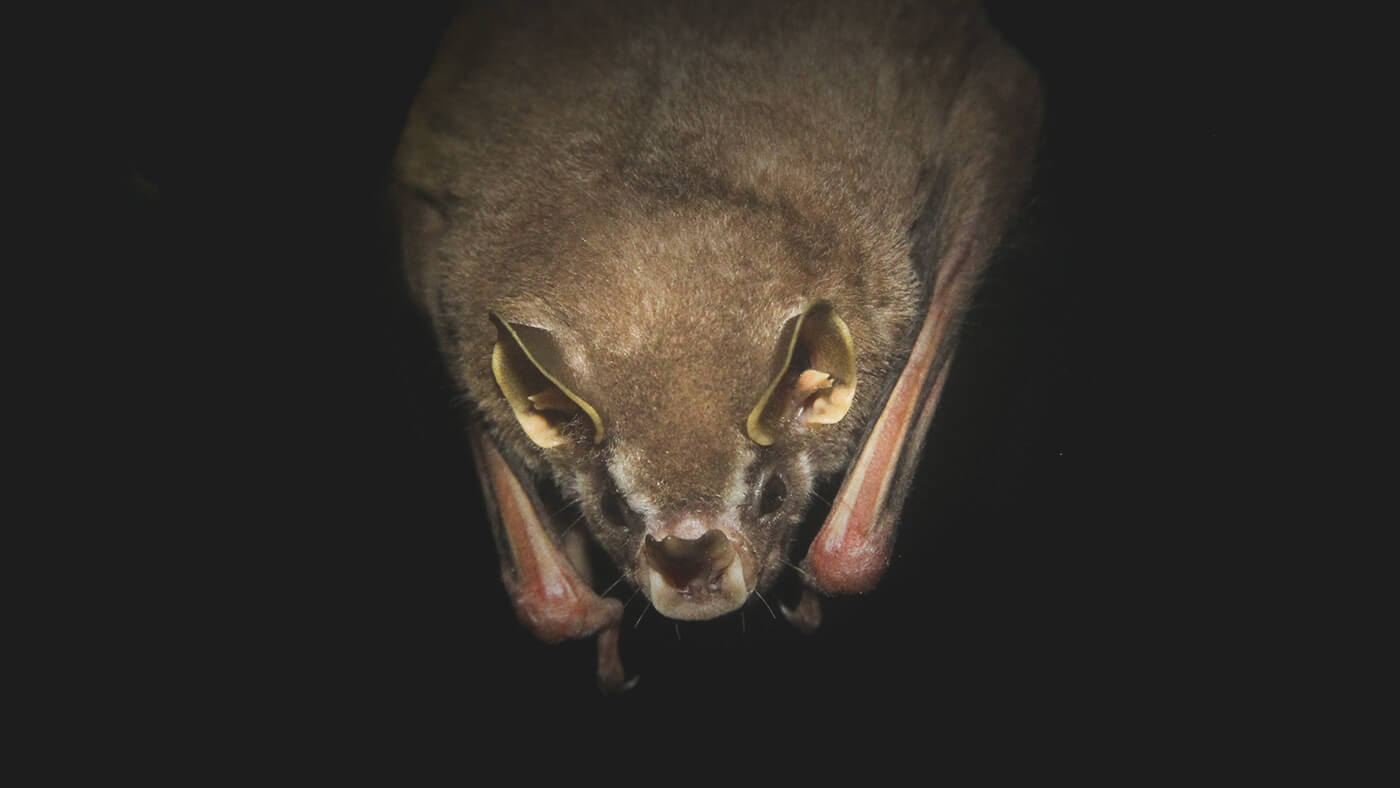 Five Batty Facts About Bats
