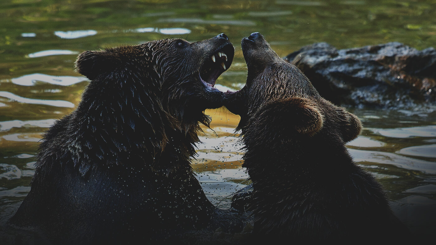 Animal of the Month: Bears! 5 Facts About These Furry Predators.