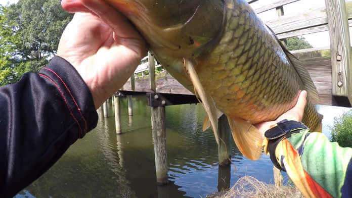 How to Fish Carp - The Ultimate Guide and Tips For Beginners