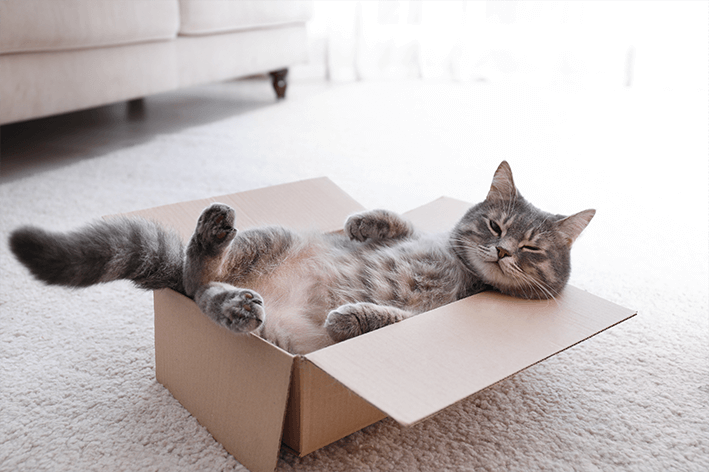 Warum lieben Katzen Kartonschachteln?