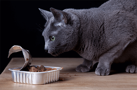 Nassfutter oder Trockenfutter - was ist besser für Deine Katze?