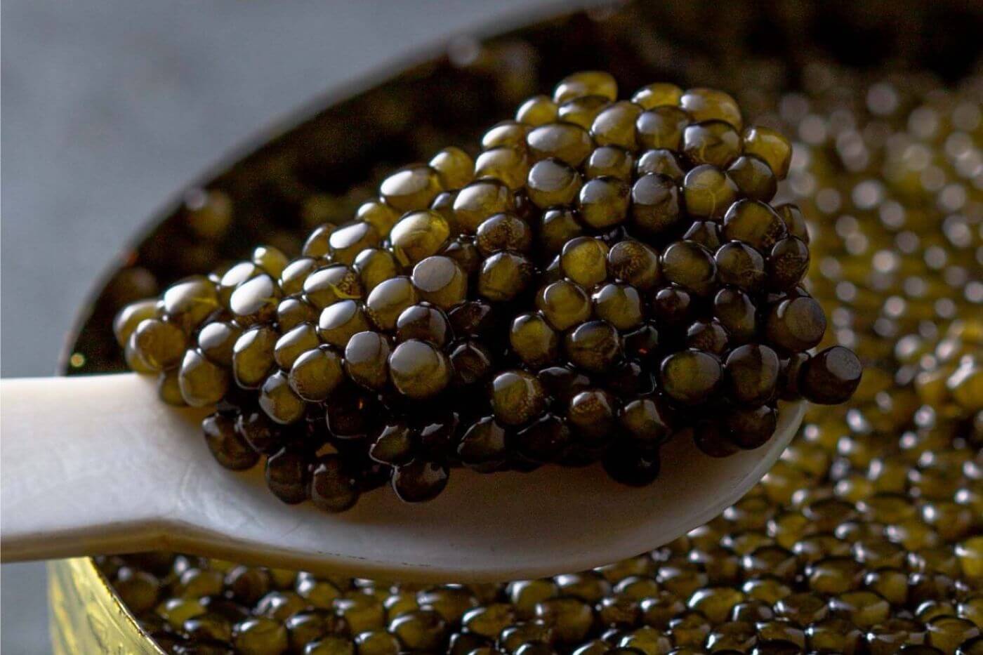 Kaluga Caviar: The Ultimate Guide