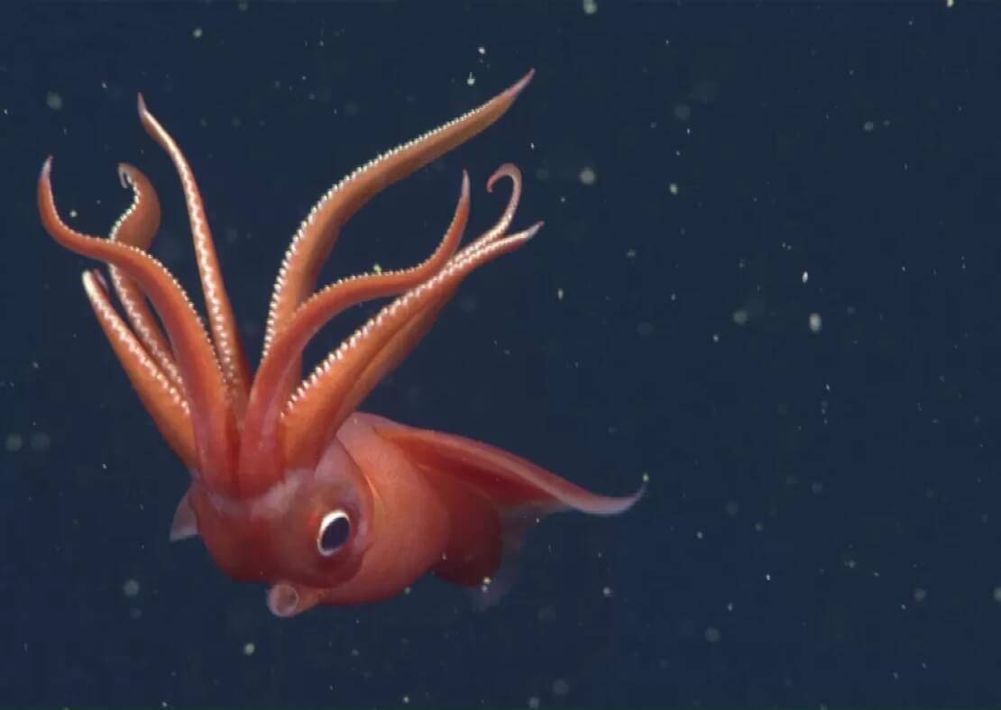 deep water squid tactics