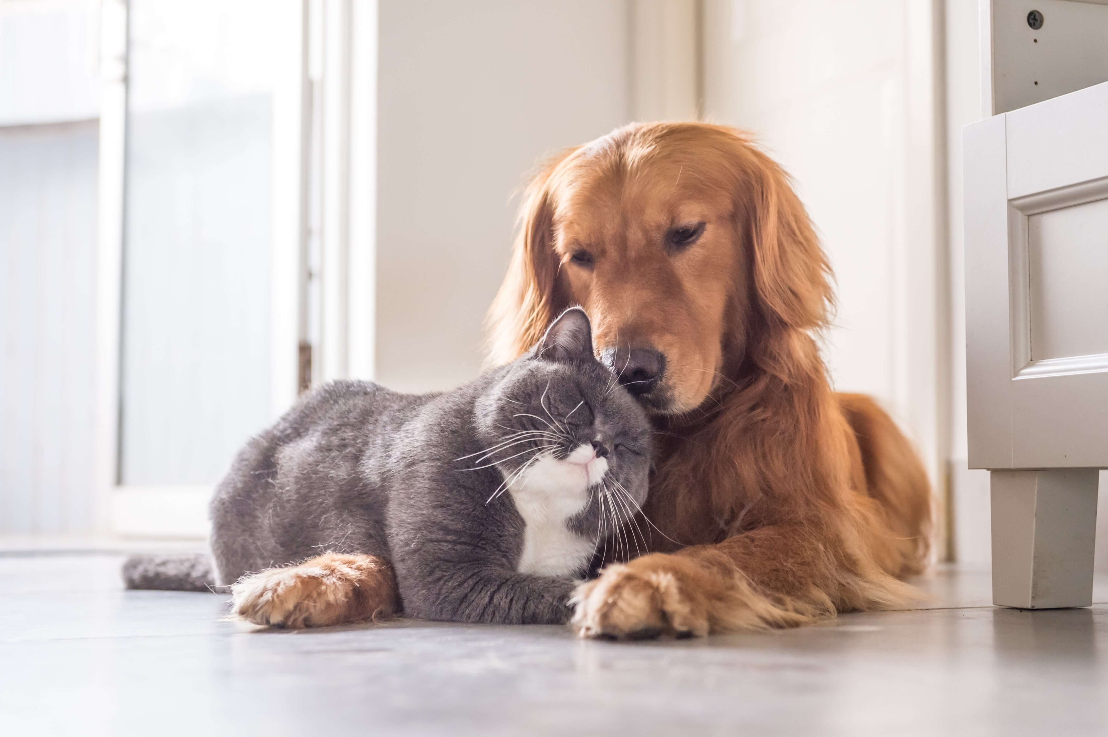 Can your pets catch the Coronavirus?