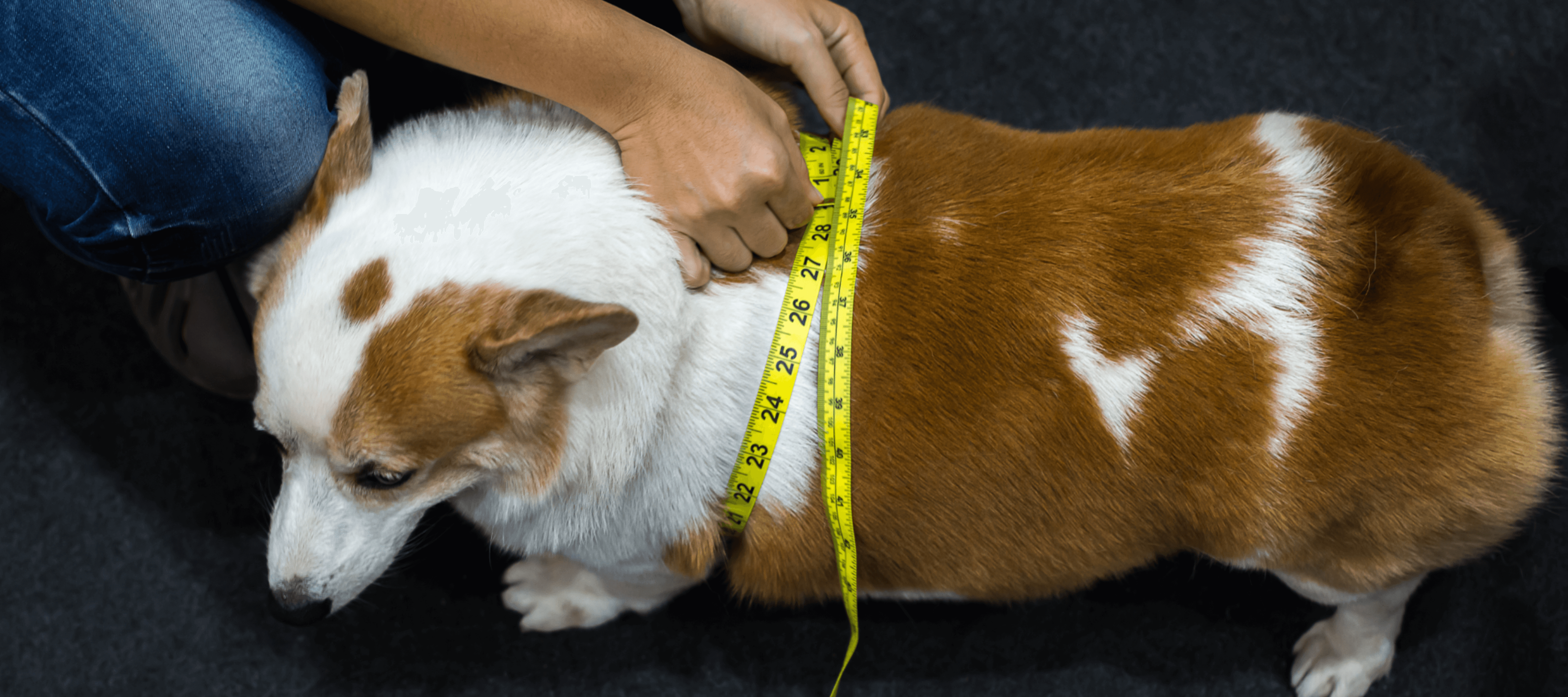 Ninety Percent of Owners Can't Identify if Their Pet is Overweight, Can You?