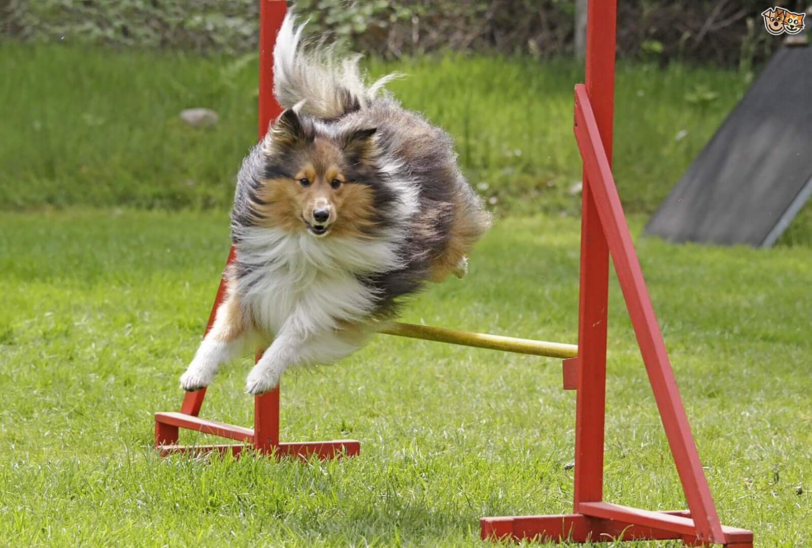 4 Dog Sports To Improve Your Pet's Fitness