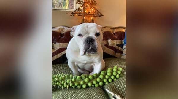 Westies & Besties - Best treats for dogs...sprouts?