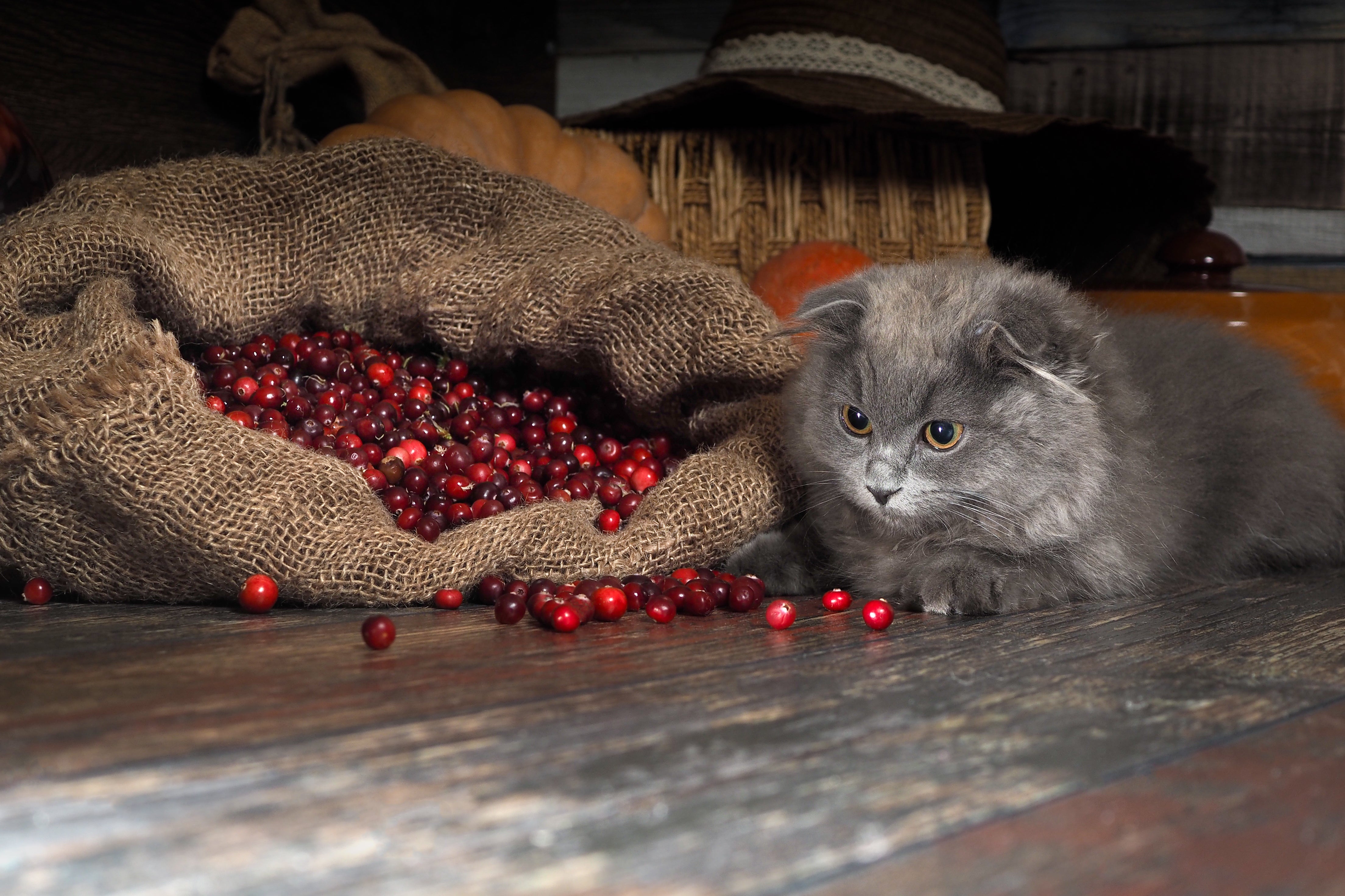 The Truth About Cranberries