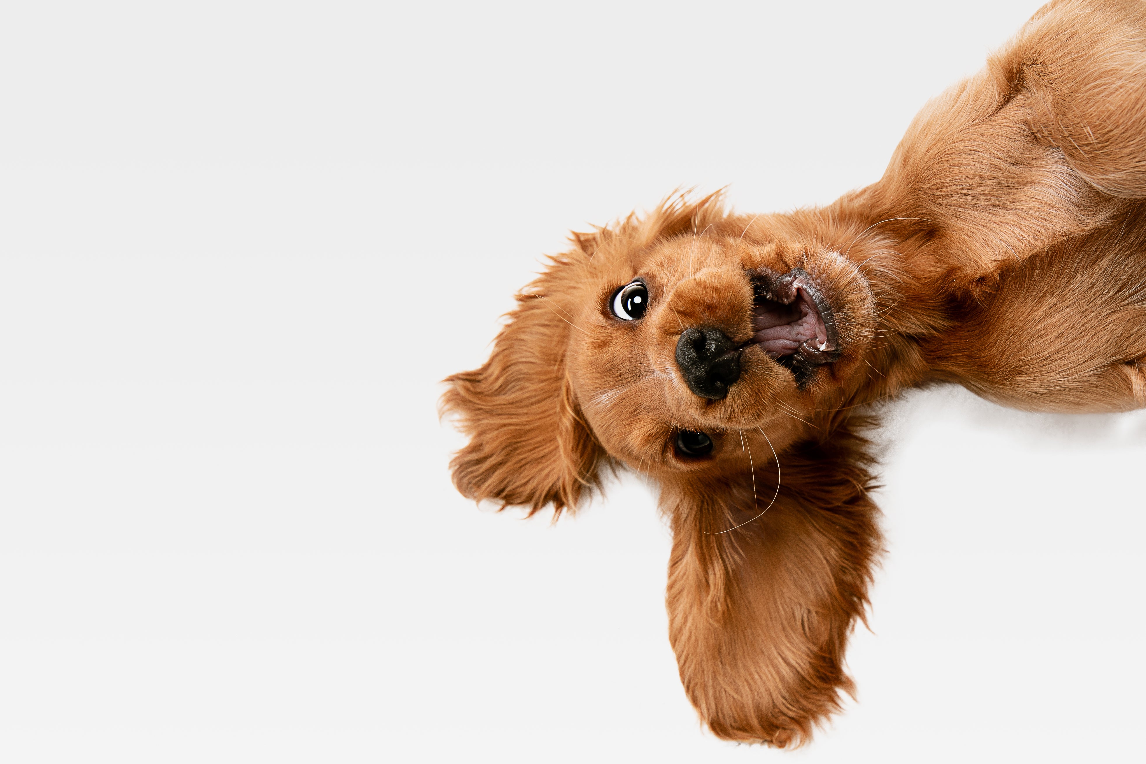 Dog Supplements - a top-up of what your dog needs