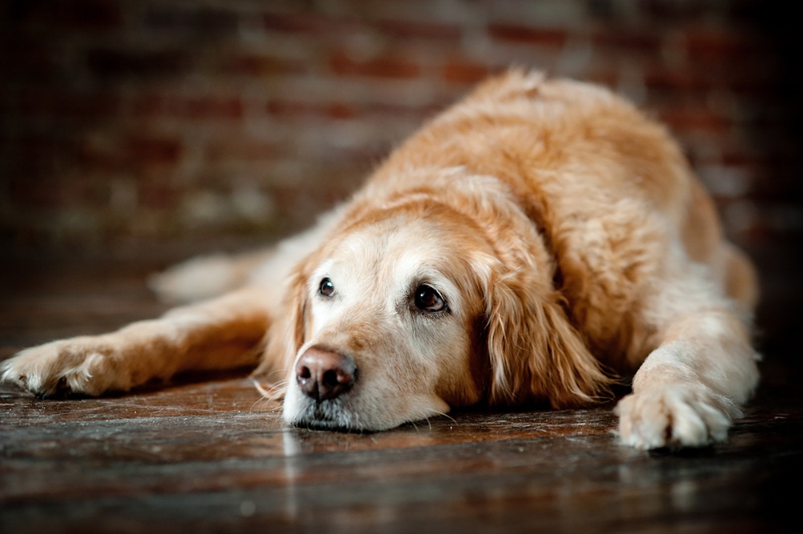 Nutritional Support For Dementia In Dogs