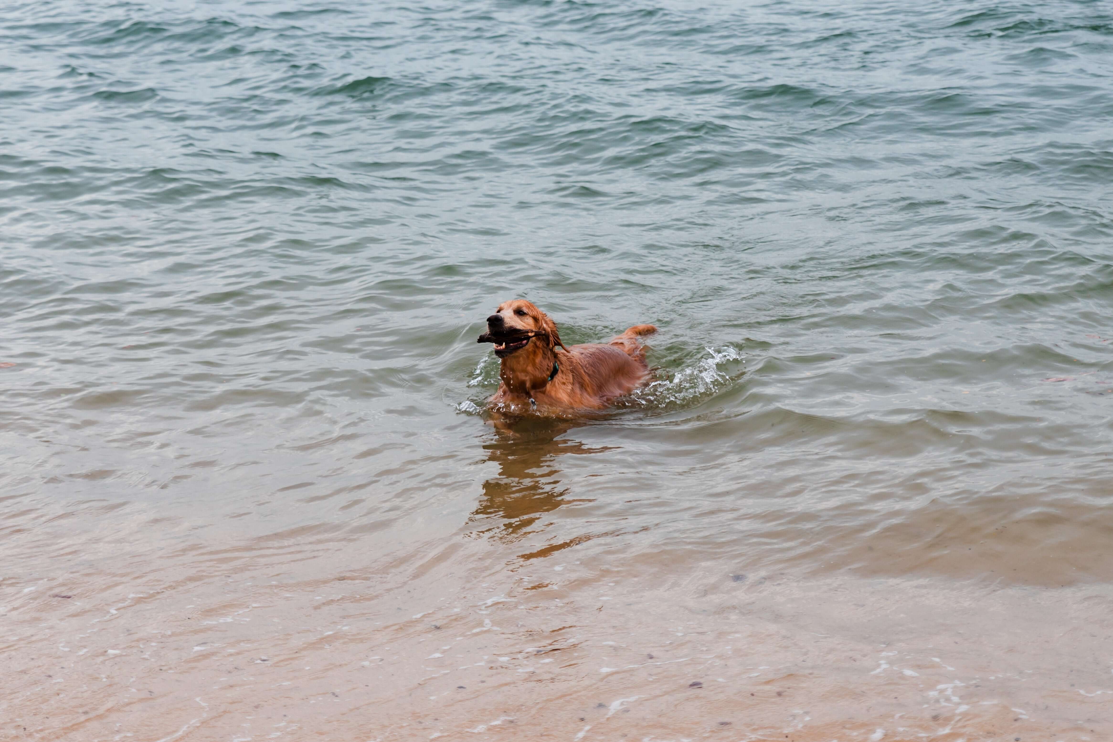 11 tips to keep your dog swimming safely
