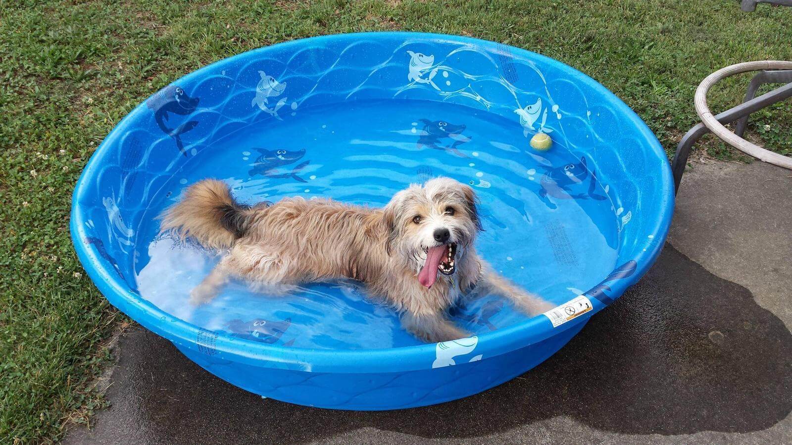12 Ways To Keep Your Pet Cool