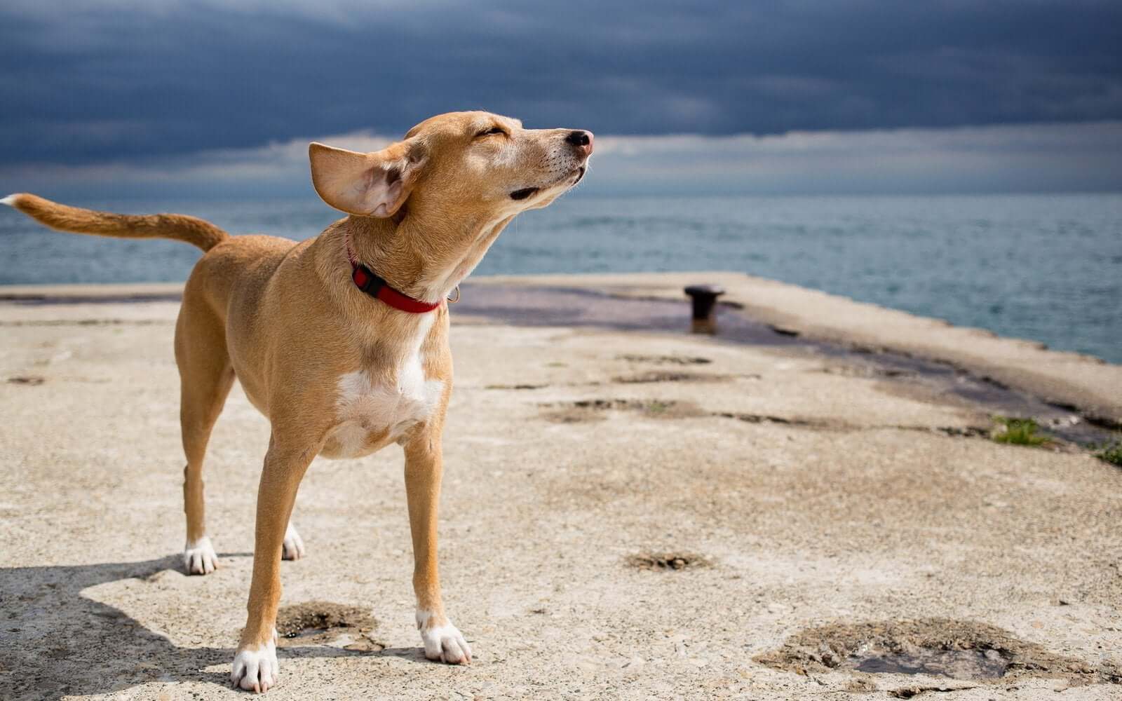 8 Things to Consider When Taking Your Pet On Holiday
