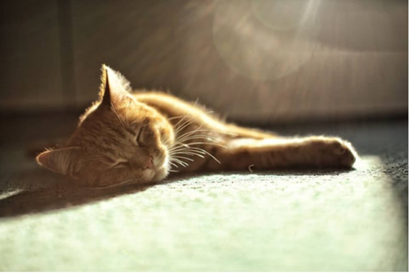 Can cats suffer from heatstroke?