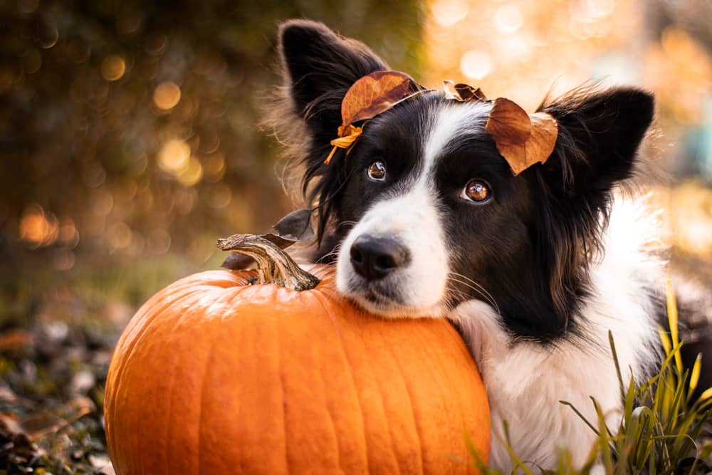 Birch Hill Dog Rescue - Happy Halloween