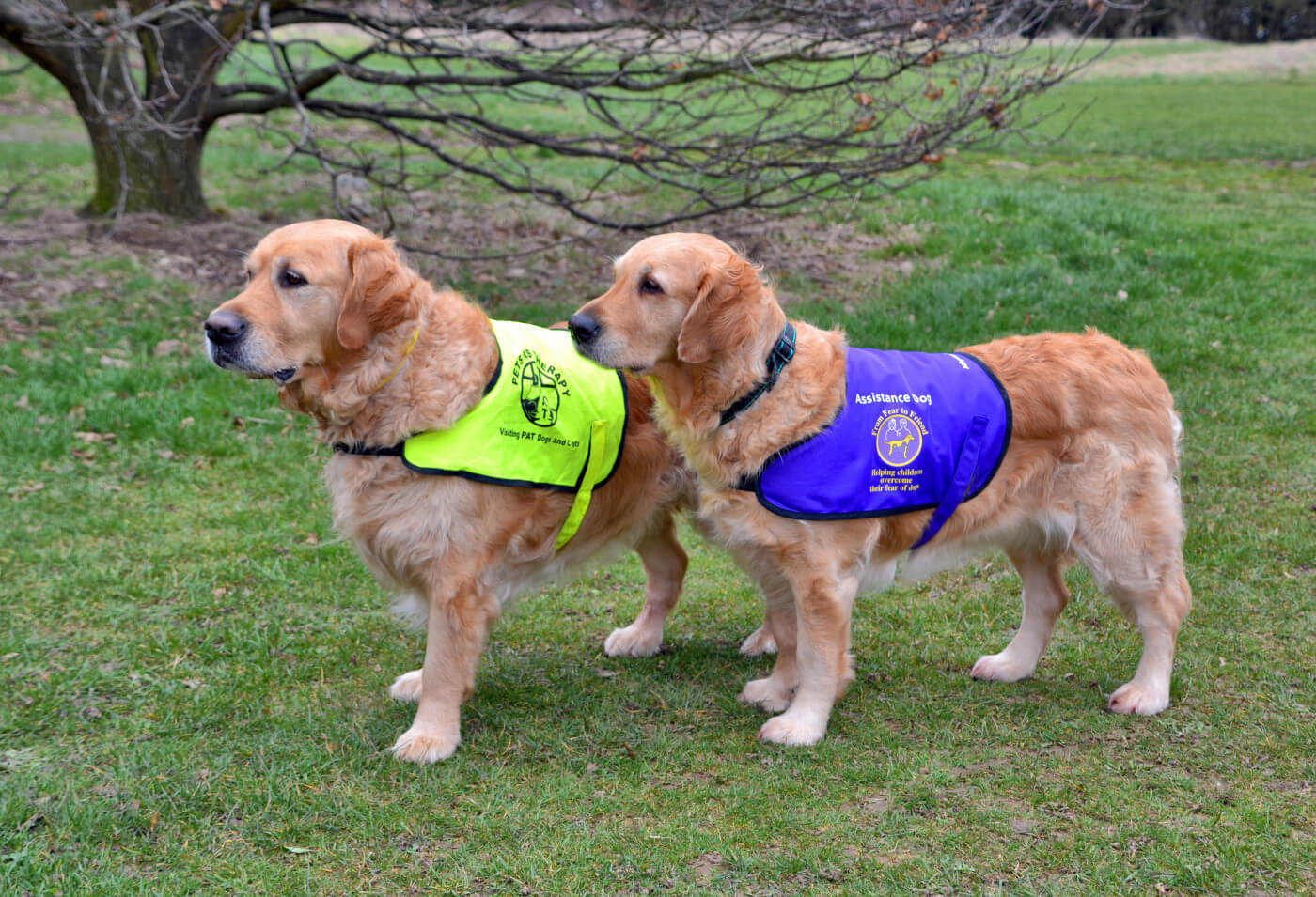 Golden assistance dogs