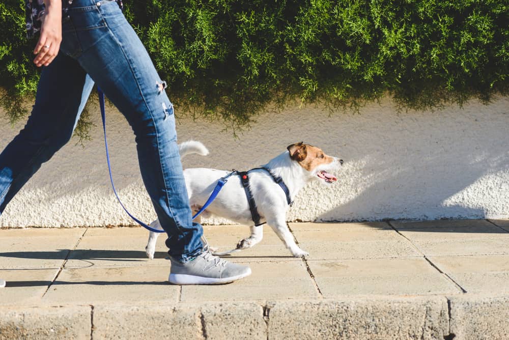 Long walks? Consider your dog's health