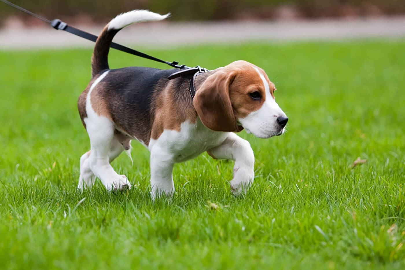 Puppy training - How to train your puppy properly
