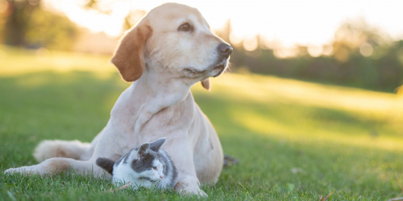 Top Tips To Keep Your Pet Safe In Spring