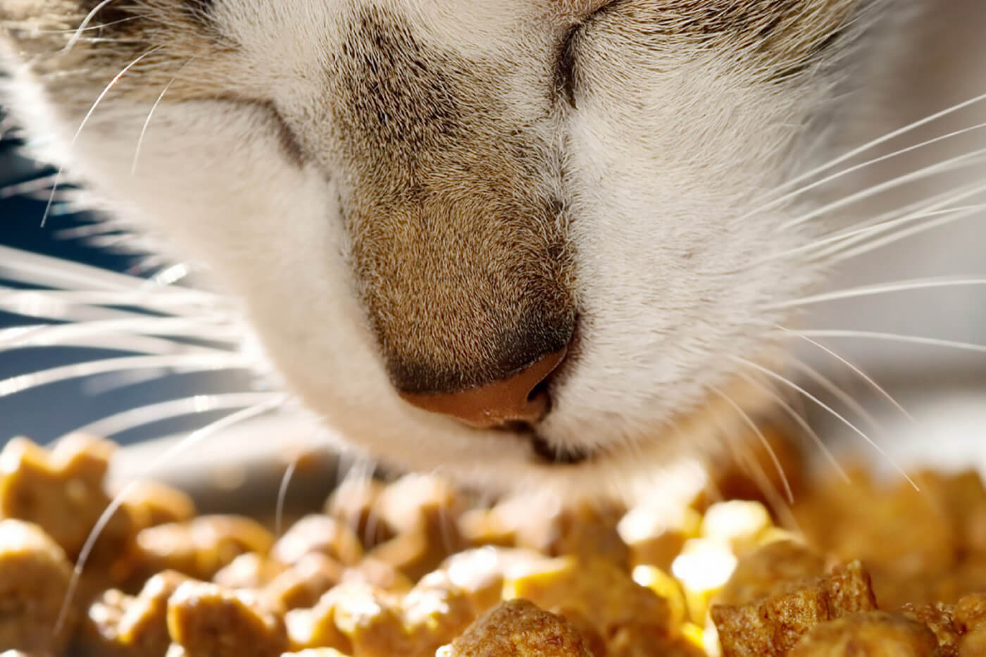 Understanding Your Cat’s Food