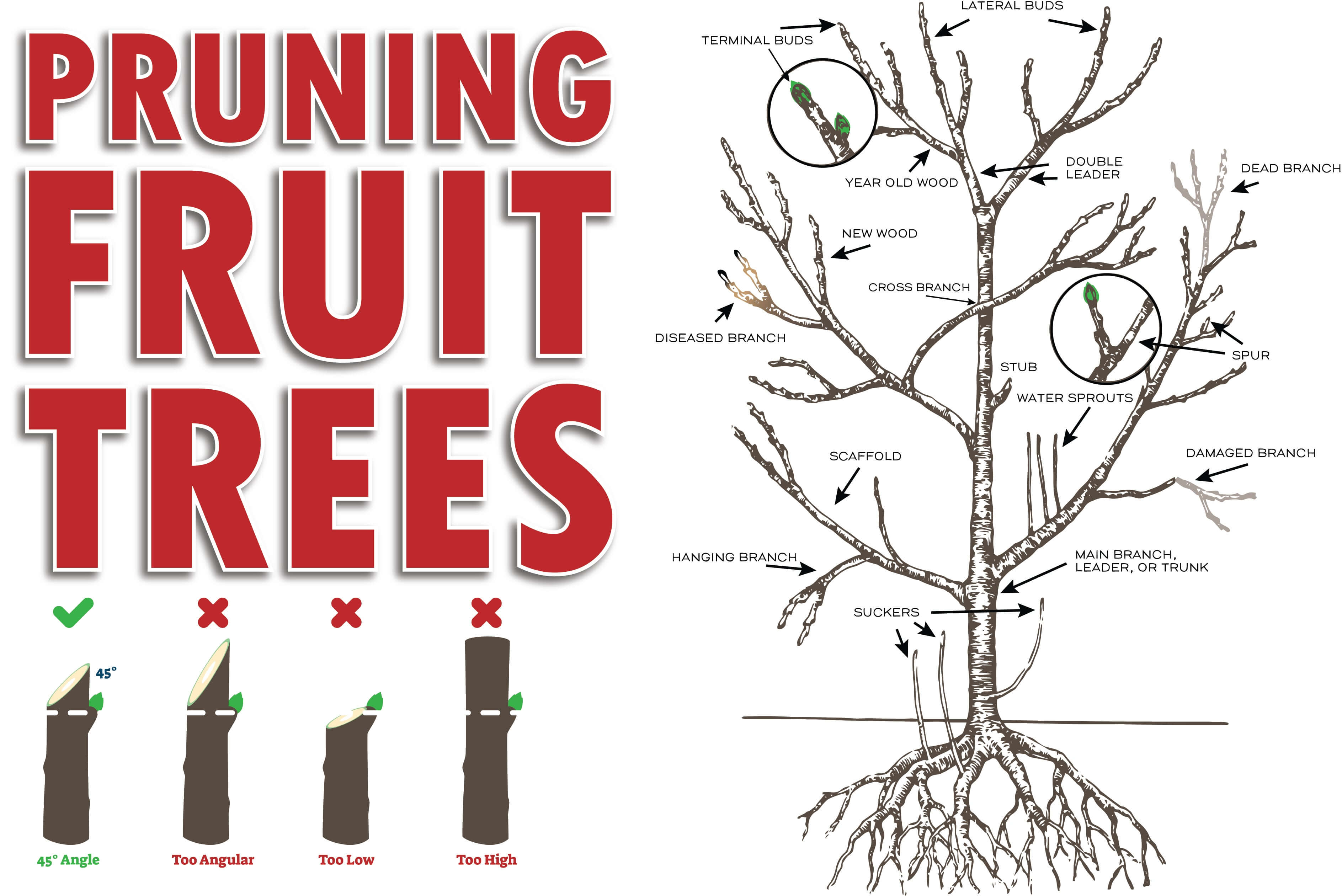 Fruit Tree Pruning: The Basics!