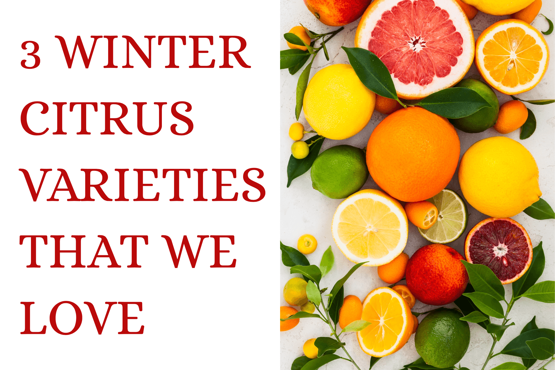 3 Winter Citrus Varieties That We Love
