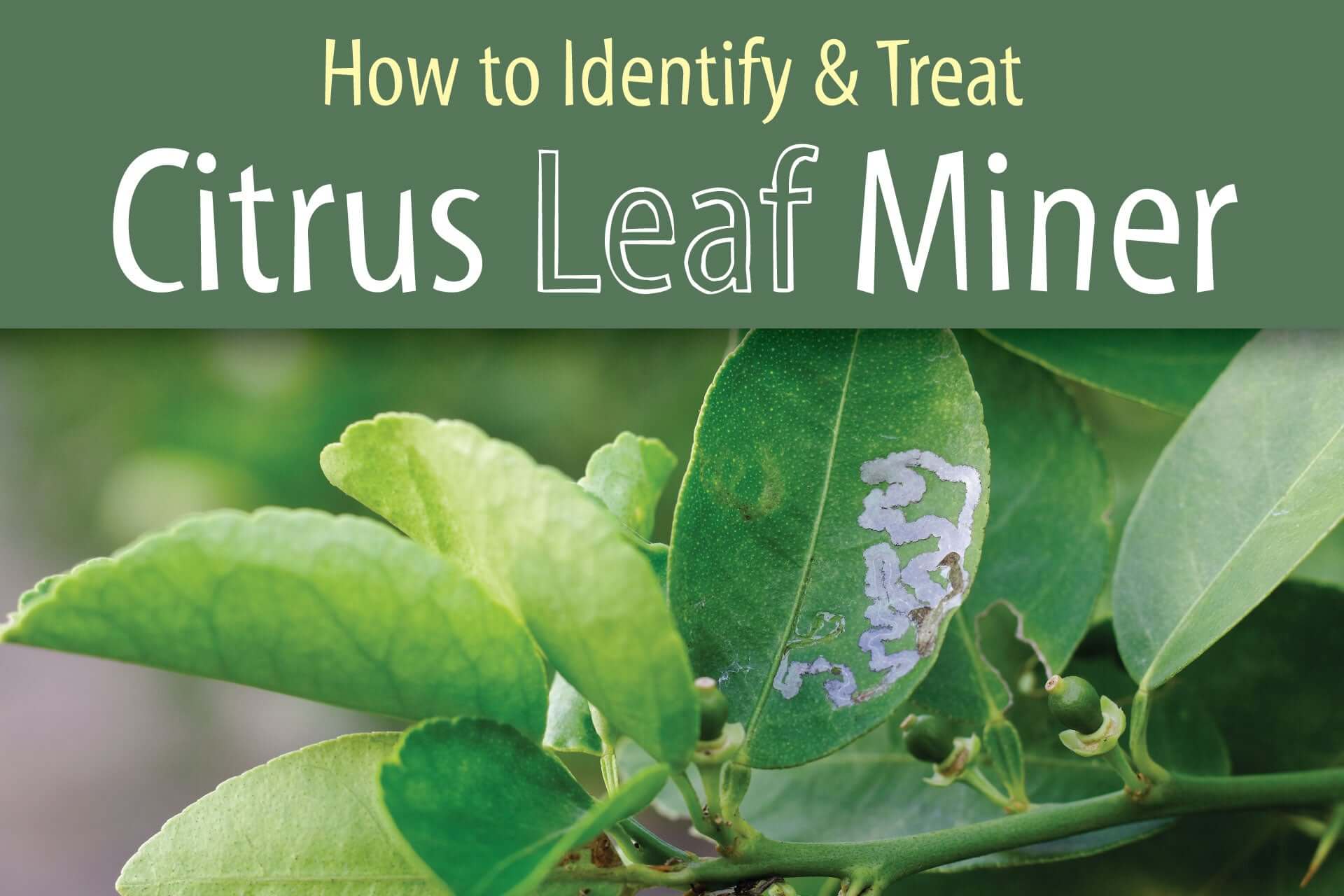 How to Identify & Treat Citrus Leaf Miner