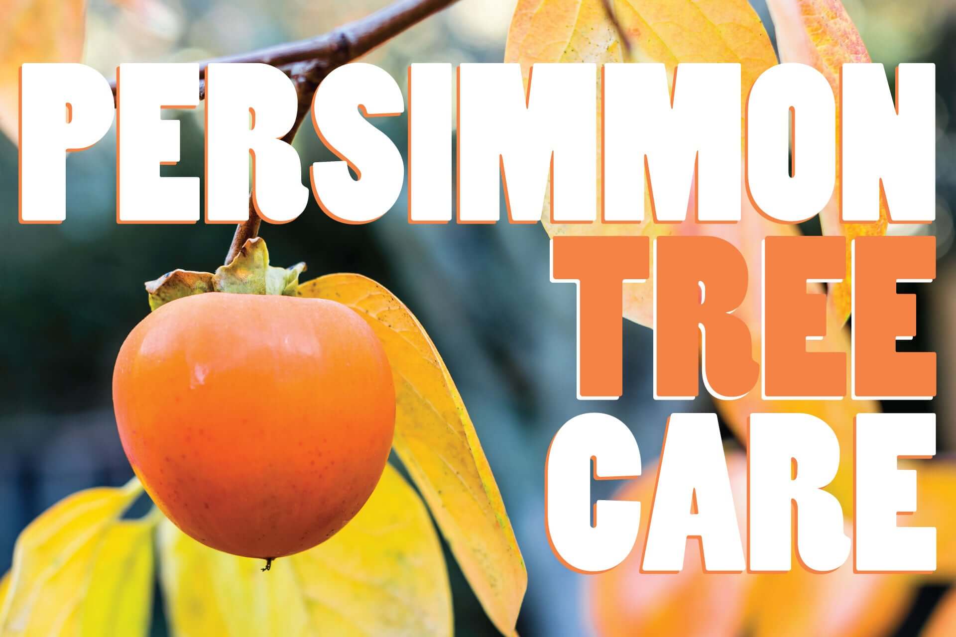 Persimmon Tree Care!