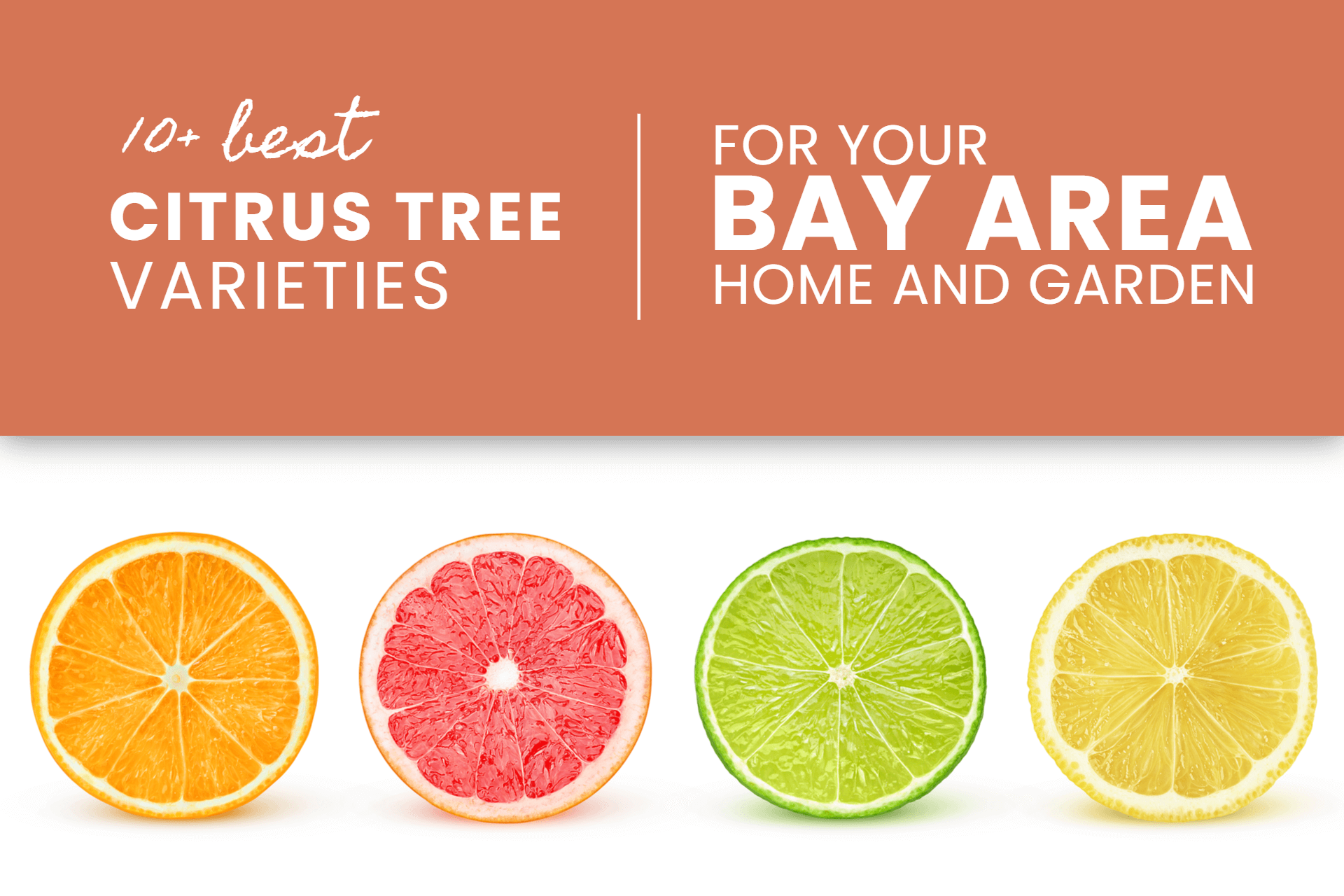 Best Citrus Varieties for the Bay Area!