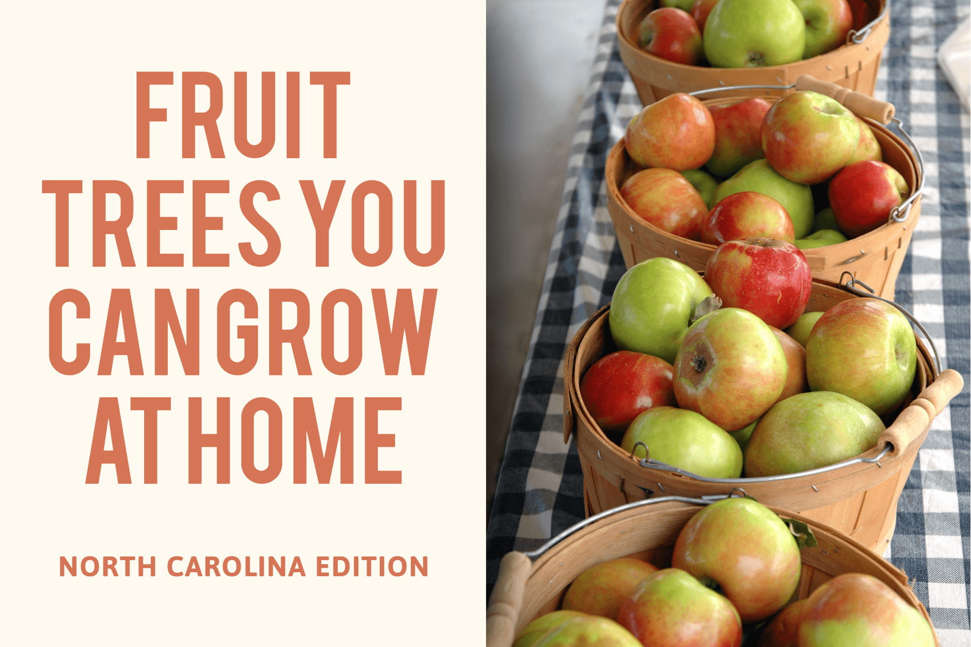 What Fruit Trees Can I grow In North Carolina?