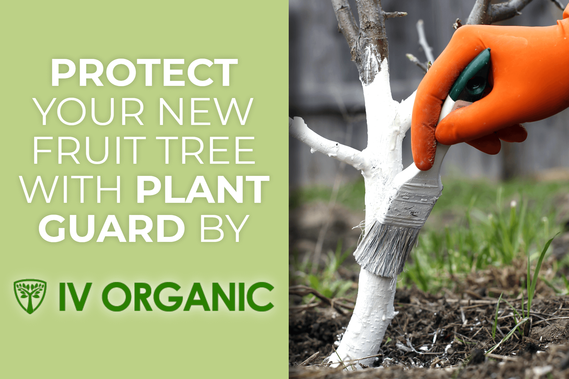 Protect Your Trees With IV ORGANIC Plant Guard!