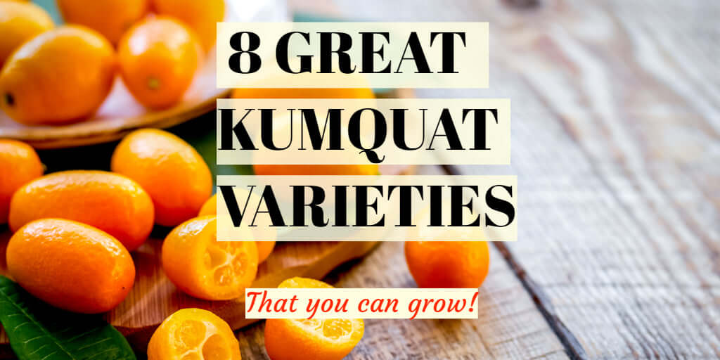8 Great Kumquat Varieties