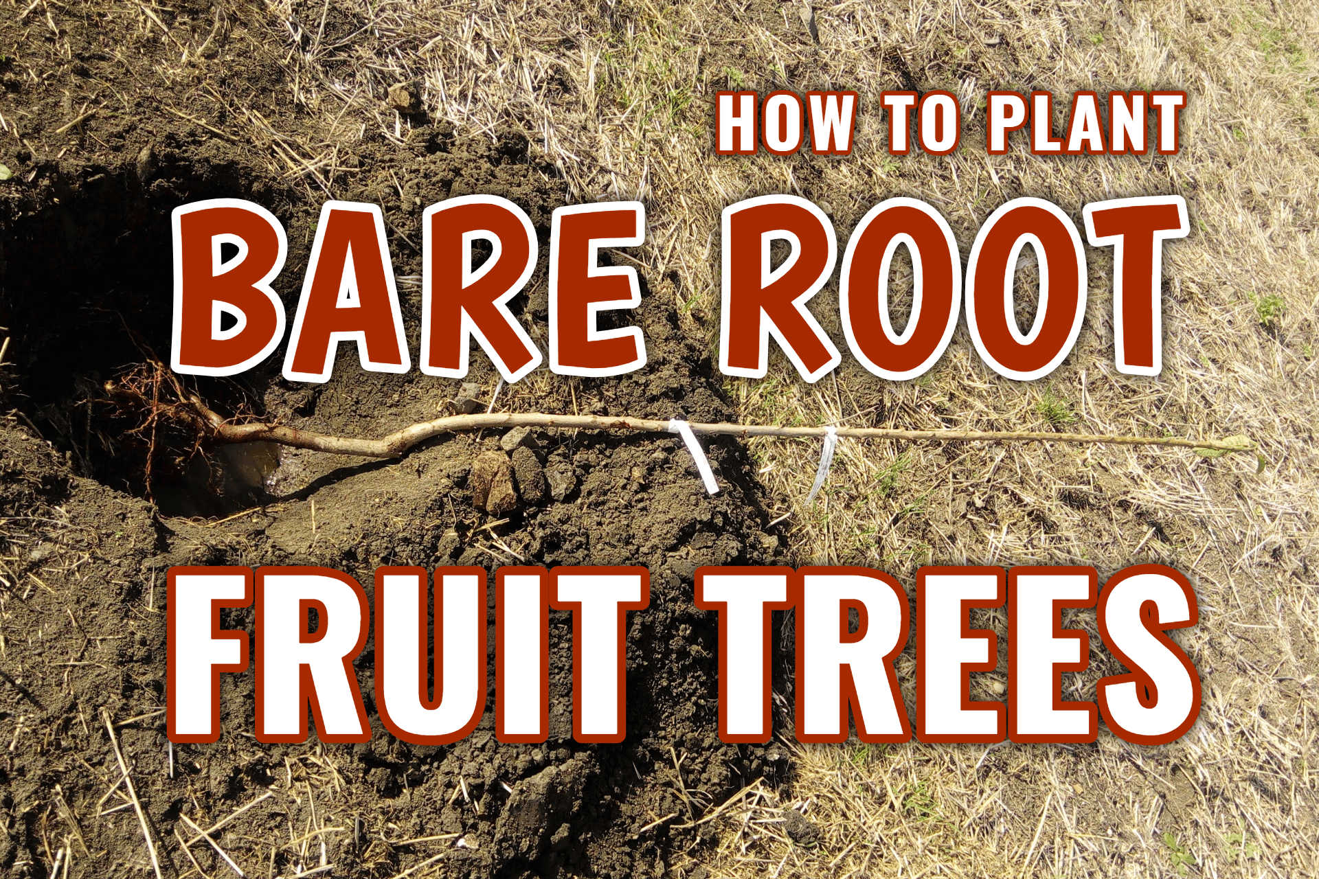 How to Plant Bare Root Fruit Trees!