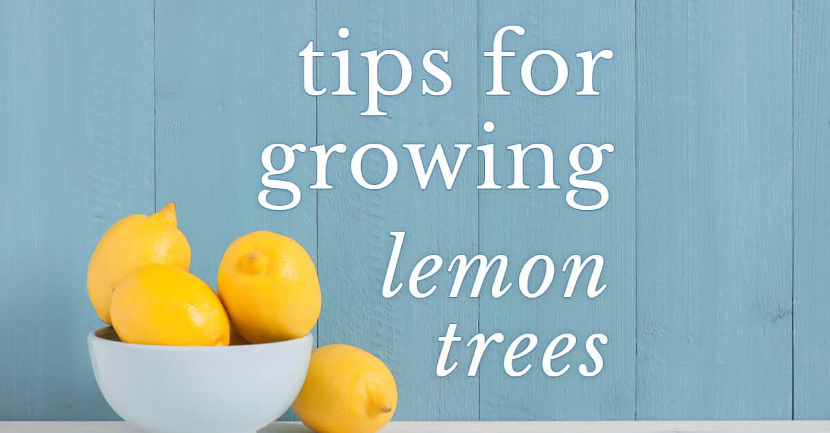 Growing a Lemon Tree