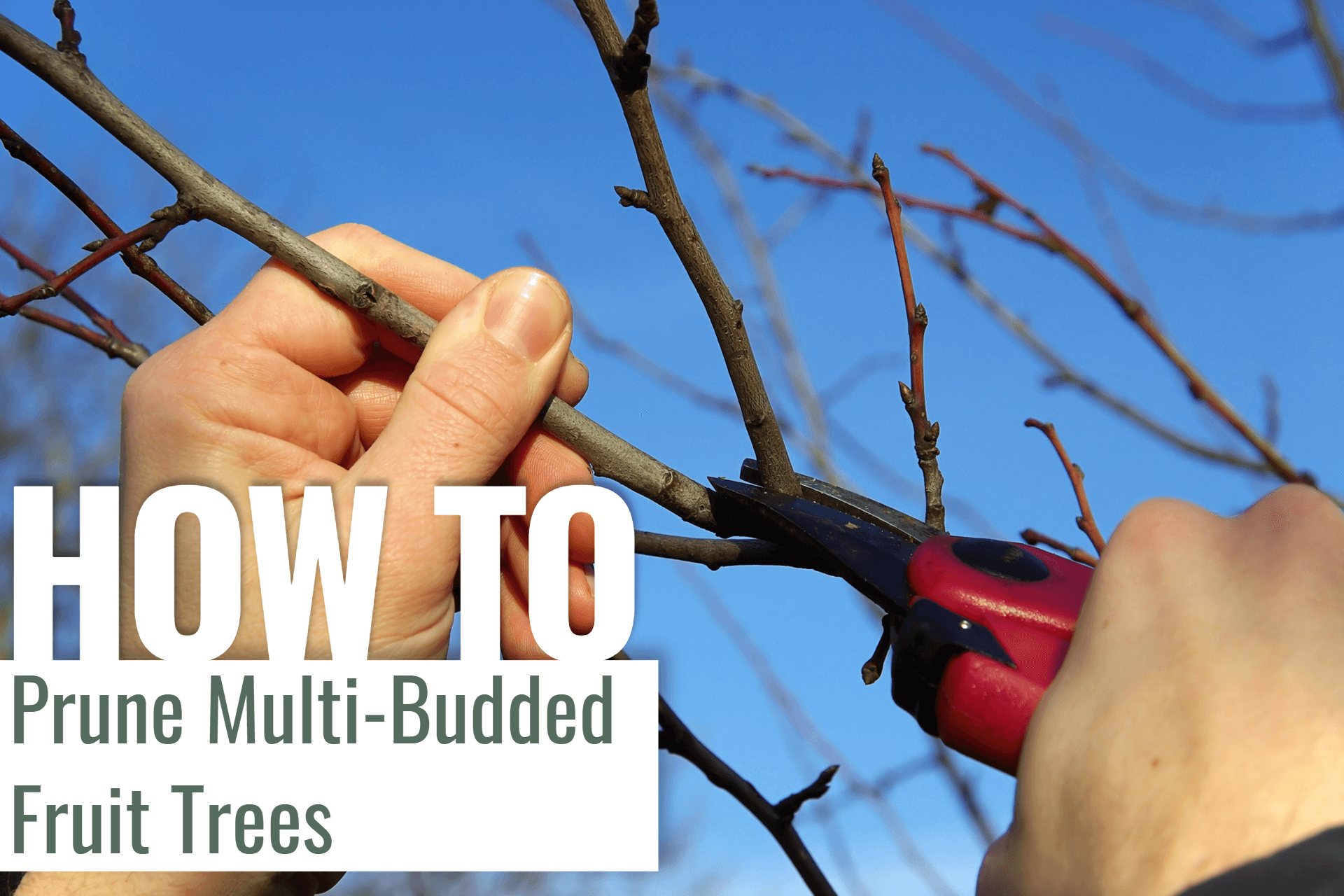 How to Prune Multi-budded Fruit Trees!