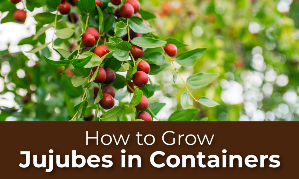How to grow Jujubes in containers!