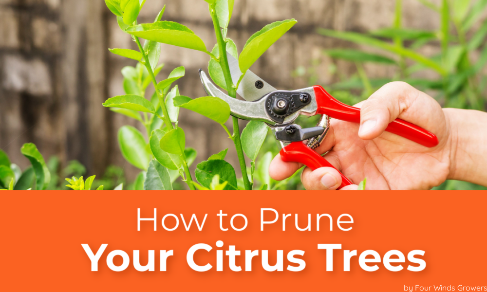 How To Prune Your Citrus Trees