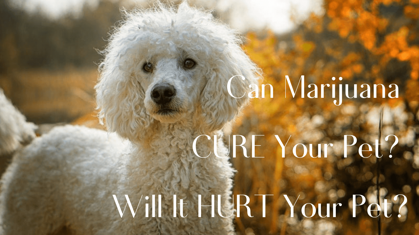 Marijuana Or Cannabis - Can It CURE Your Pet? Is It LEGAL? Will It Hurt Your Pet?