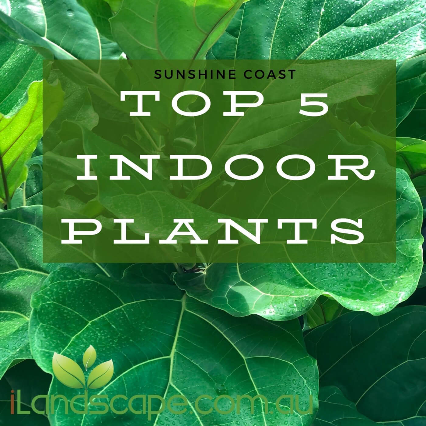 Top 5 Indoor Plants on the Sunshine Coast
