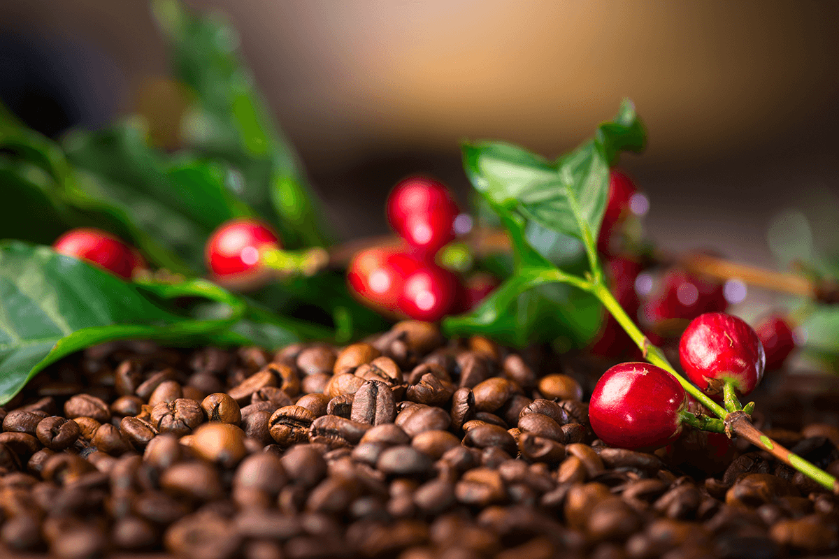 Is Coffee a Fruit, a Vegetable, or a Legume?