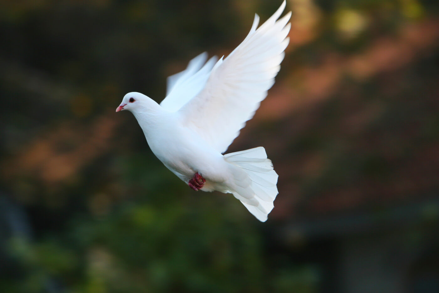 ANIMAL SYMBOLOGY: MESSAGES FROM THE DOVE