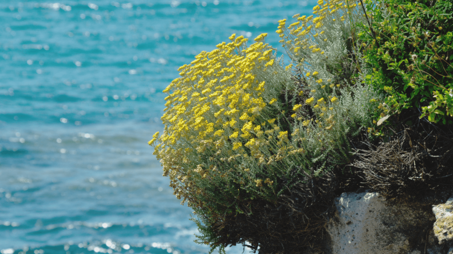 Helichrysum Essential Oil:  Exotic and Luxurious
