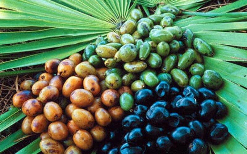 Saw Palmetto for Hair Loss: The Science to Fight DHT