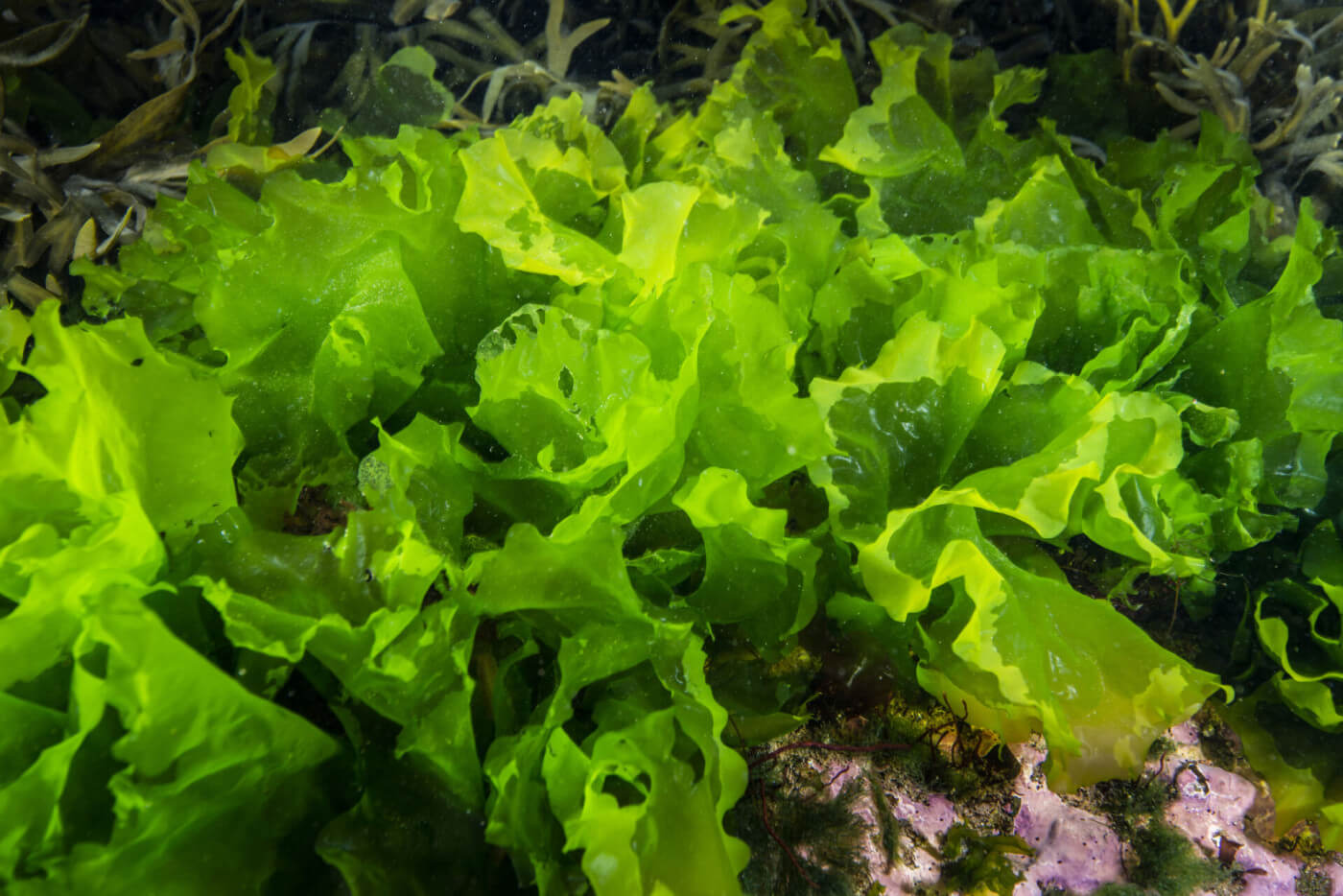 The Role of Marine Algae in Hair Growth